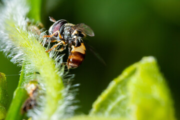 an honey bee standing on the top of a hairy stalk