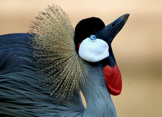 Grey Crowned Crane, displaying during courtship, Eastern Cape, South Africa