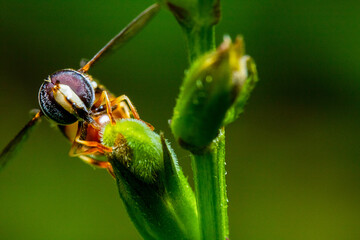 a bee scavenging for food on the top of a flower bud