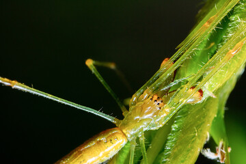 Long-legged spider stretching its limbs on the top of a stalk