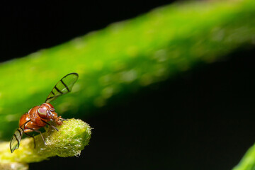an insect sucking on a plant