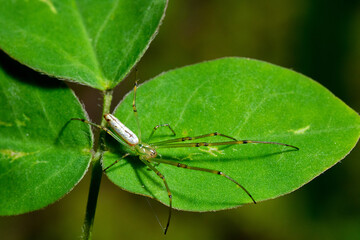 Long egged spider on the top of a green leaf