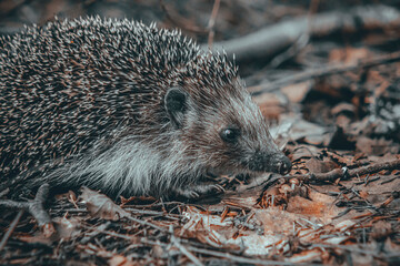 hedgehog in the forest