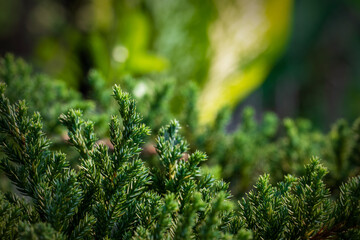 The green pointed leaf is a small tree.