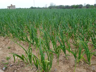 Onion Field in Valencia, Spain