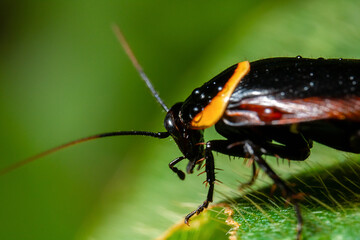 a black bug standing on top of a green leaf