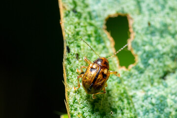 an orange bug stand on top of a hollow leaf