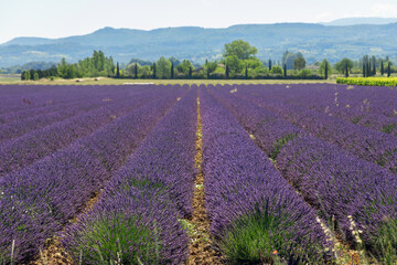 Slender long rows of purple young lavender gravel soil against backdrop of forest, mountains, summertime. Vaucluse, Provence, France - obrazy, fototapety, plakaty