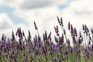 Individual highest purple spikelets of lavender against the background of white clouds. Vaucluse, Provence, France (selective focus)