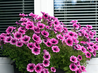 Beautifully blooming surfinias - overhanging petunias of purple color in a flower box on a windowsill