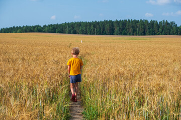 Naklejka na ściany i meble A boy in an orange T-shirt and blue shorts walks through a wheat field. Life in the countryside