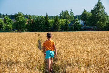 Naklejka na ściany i meble A teenager in an orange T-shirt and blue shorts walks through a wheat field towards a village. Life in the countryside