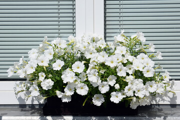Fototapeta na wymiar Beautifully blooming surfinias - overhanging petunias of pure white color in a flower box on a windowsill