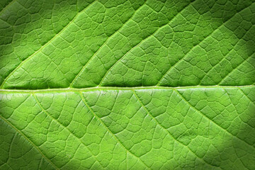 Green leaf texture, natural abstract background with vignetting