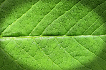 Fototapeta na wymiar Green leaf texture, natural abstract background with vignetting
