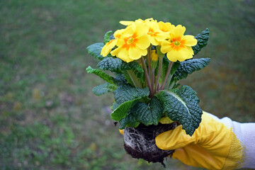 A woman's hand with a protective glove holding a yellow flowering primrose, ready to be planted 