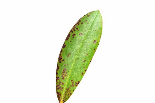 Rhododendron leaf with small spots, isolated on white background, copy space