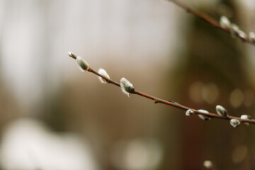 spring buds on trees , macro photography