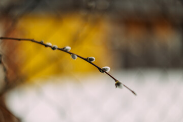 spring in the spring