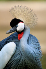 Fototapeta premium African Crowned Crane, Eastern Cape, South Africa