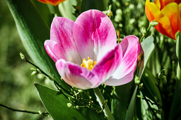 A scene with colorful tulips (tulipa) in bloom in the garden.
