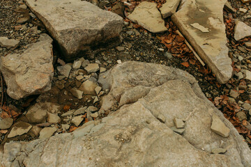 Fototapeta premium bark and moss close up