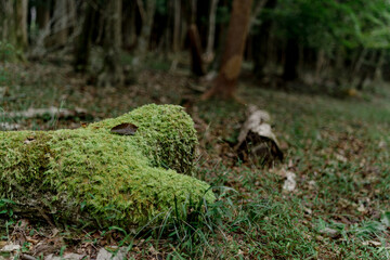 恐竜に見える苔の大木