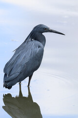 Black Heron, Kruger National Park, South Africa