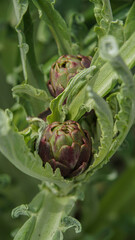 Alcachofa morada madurando en la planta e primer plano, Cynara scolymus​ es una planta herbácea del género Cynara  familia Asteraceae; es cultivada desde la antigüedad como alimento en climas templado