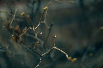 Beautiful landscape of plants in the nature, macro frame with soft focus background