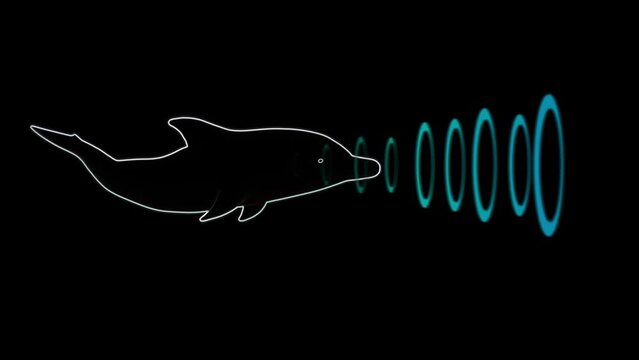 Dolphin emitting sonar , echolocation signals. Cetacean sends sonar signals sound waves through water. Sending , transmitting echolocation  .3d animation render