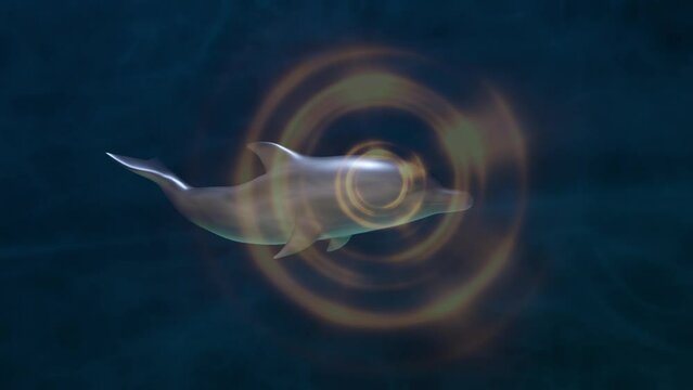Dolphin emitting sonar , echolocation signals. Cetacean sends signals , sound waves through water. Sending , transmitting echolocation  .3d animation render