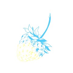 yellow-blue strawberry is the color of the flag of Ukraine. national symbol of ukraine. fruit strawberry sketch. stop war in ukraine