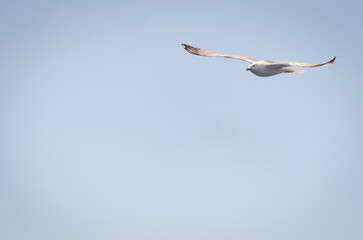 White seagulls fly in the blue sunny sky above the crystal blue sea.