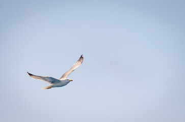 White seagulls fly in the blue sunny sky above the crystal blue sea.