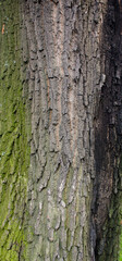 tree brown bark texture with green moss