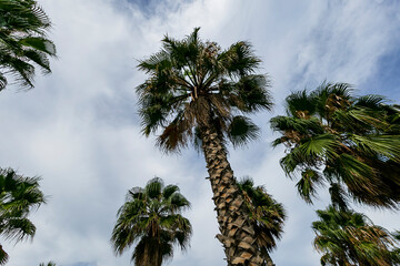 palm trees on the beach of Barcelona and blue sky 