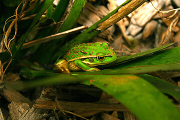 Growling grass frog 