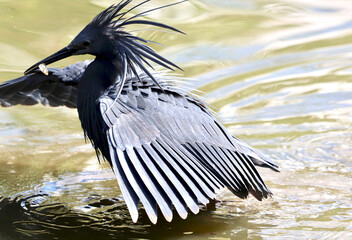 Black Heron, Kruger National Park, South Africa