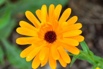 Flower at nature in spring time