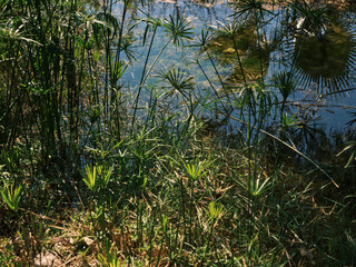 green plants by the lake on a sunny day