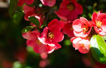 Fototapeta na wymiar red flowers of blooming sakura tree in spring. macro
