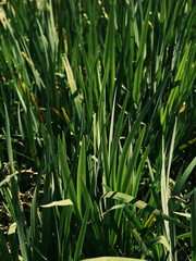 Obraz premium beautiful green grass in nature