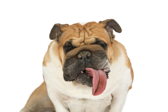 Close-up portrait of purebred English bulldog with its tongue hanging out