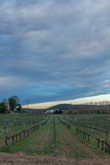 Fototapeta na wymiar Vineyard field with stormy sky