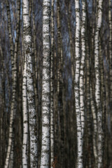 BIRCH TREES - A forest of white trees in early spring
