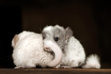 Two chinchillas, gray and white, look in different directions