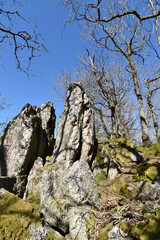 Lohwald im L&uuml;tzelsoon