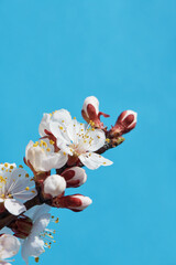 apricot flower, blooming apricot