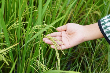 Hands farming gently touches the young rice in the paddy field, holding hands in the warm sunlight.